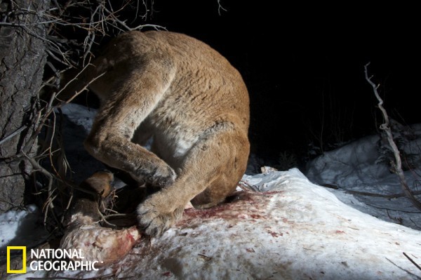 ����ʨѩ����̰����ʳ