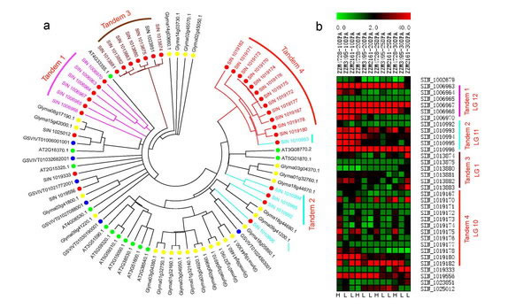 破译芝麻基因组