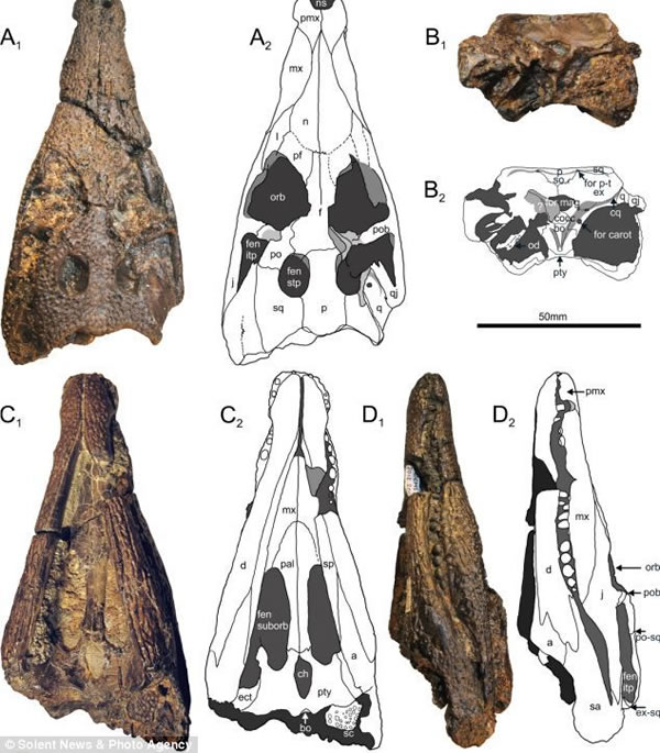 英国怀特岛发现1.26亿年前鳄鱼新物种化石