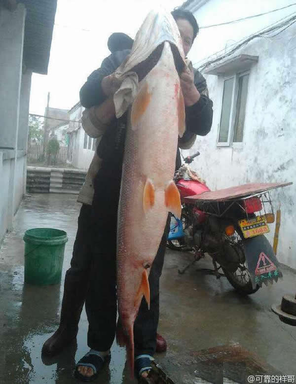 珠海平沙居民在当地一条河涌抓获一条成人高的鳡鱼