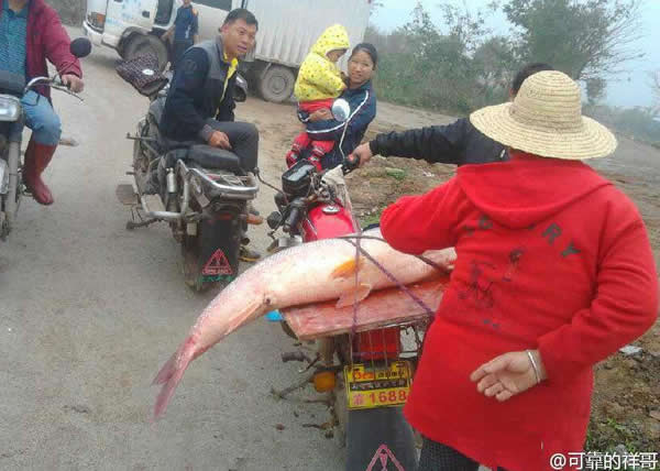 珠海平沙居民在当地一条河涌抓获一条成人高的鳡鱼