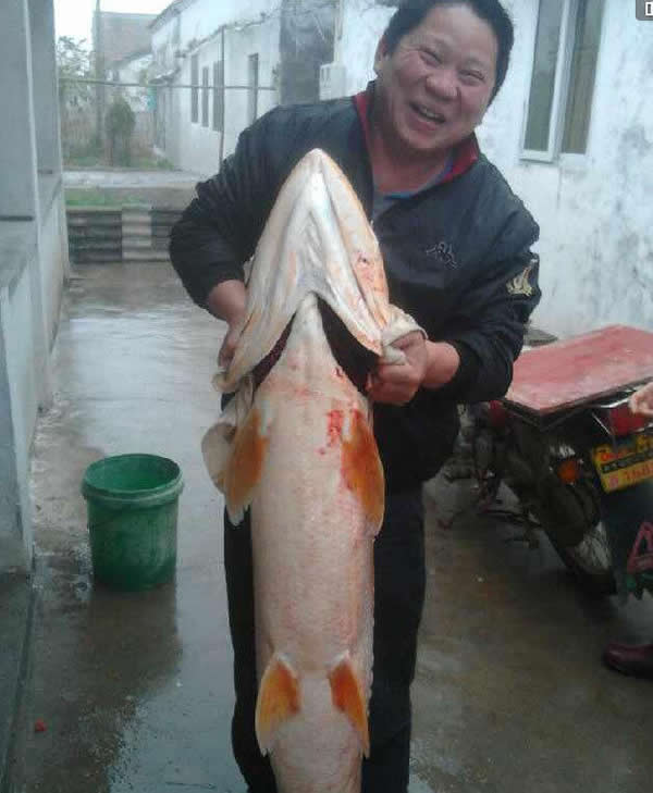 珠海平沙居民在当地一条河涌抓获一条成人高的鳡鱼