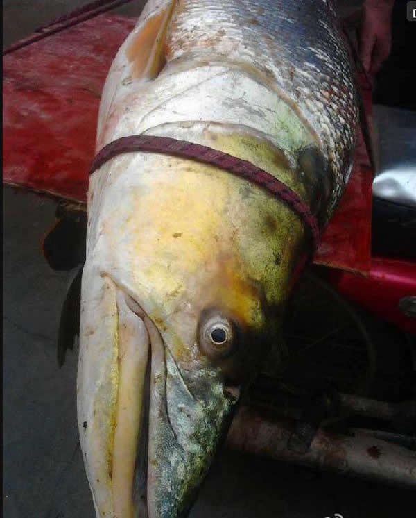 珠海平沙居民在当地一条河涌抓获一条成人高的鳡鱼