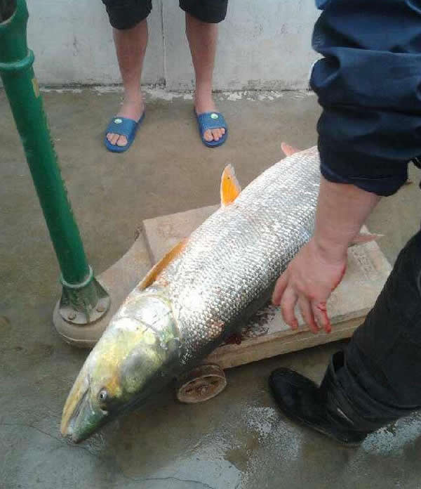 珠海平沙居民在当地一条河涌抓获一条成人高的鳡鱼