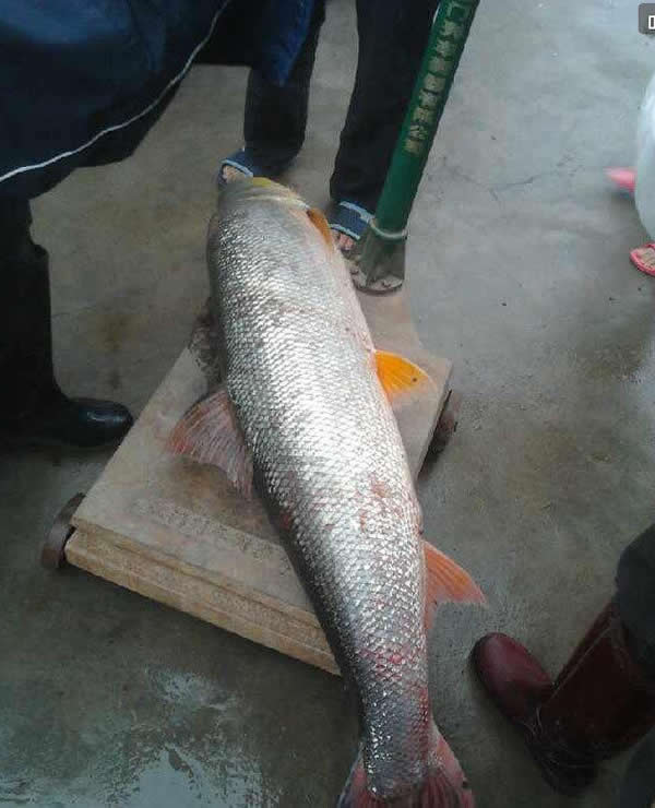 珠海平沙居民在当地一条河涌抓获一条成人高的鳡鱼