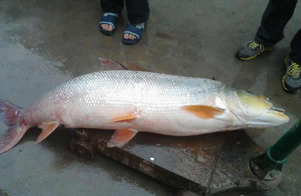珠海平沙居民在当地一条河涌抓获一条成人高的鳡鱼