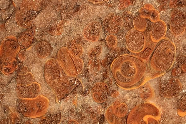 早期三叠世的腹足类