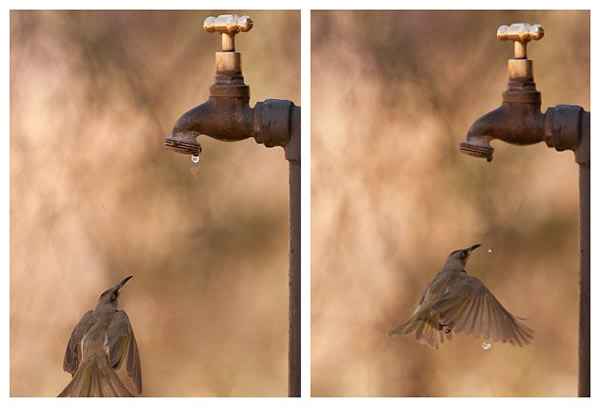 澳大利亚波奴鲁鲁国家公园一只食蜜鸟在水龙头下等待水滴解渴