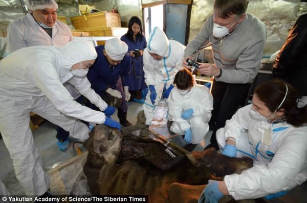 ����˹�����������Ŀ�ѧ��������һ��ȫ��ʬ�죬Ҫժ�ºͷ���ÿ�����٣�����΢����ѧ���Ŵ����ԣ�Ѱ�Ҽ����档