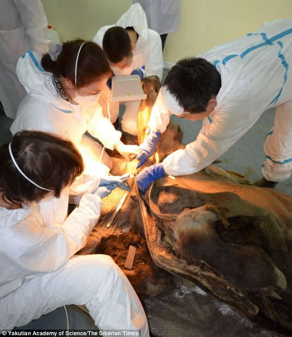 ��Ƭչʾ����ѧ������ʼ����ʬ�죬���Կ�����ֻ���ﱣ����õ�ë��������ϣ��2015�깫���о������