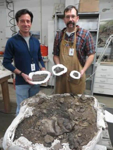 美国阿拉斯加州北部地区发现7000万年前侏儒恐龙化石