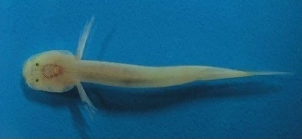 韩国济州岛发现世界罕见的珍贵鱼类:属于竿虾虎鱼