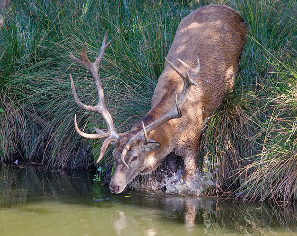 英国红鹿王被偷猎者射中头部淹死