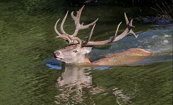 英国红鹿王被偷猎者射中头部淹死