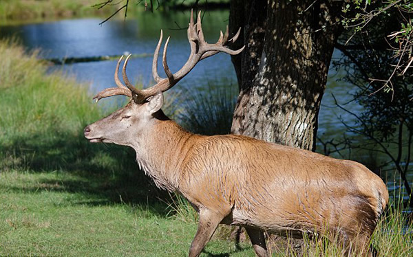 英国红鹿王被偷猎者射中头部淹死
