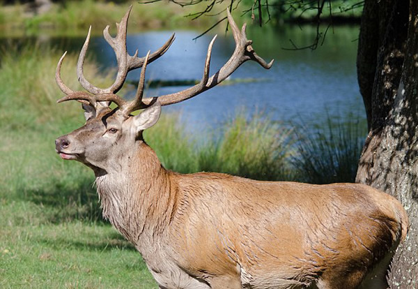 英国红鹿王被偷猎者射中头部淹死