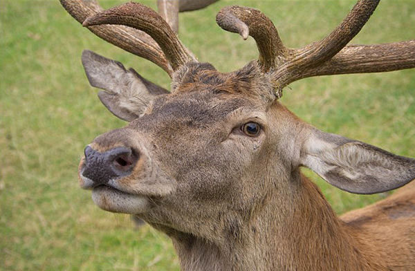 英国红鹿王被偷猎者射中头部淹死