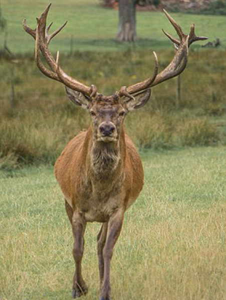 英国红鹿王被偷猎者射中头部淹死