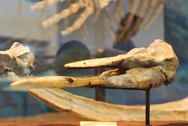 Semirostrum ceruttii下颌骨化石