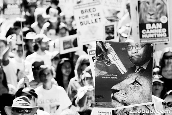 �ϷǱ���Ұ��������ʿ���Ͻ�ͷ��һ�ֱ���Ϊ�����ԡ�����ҵ����ɱʨ�ӻ��ʾ����