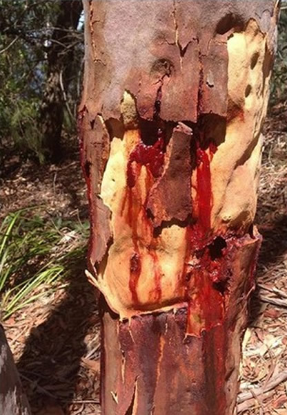 ���������������Ȼ��Ѫ