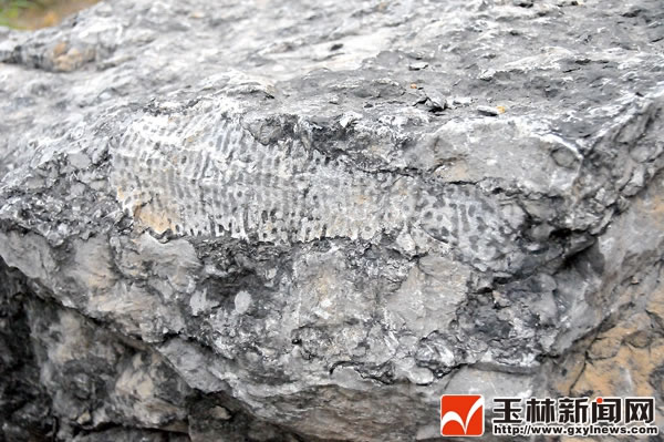 这条像鱼形状的化石实际上是无脊椎生物“北流管珊瑚”