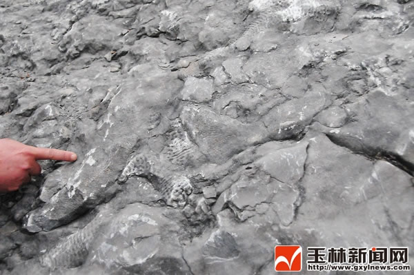 镶嵌在这些岩石里的化石,可以探寻地球早期生命的秘密