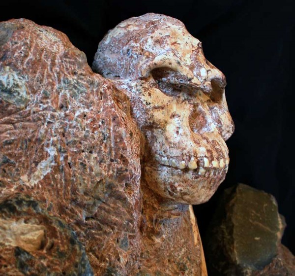 南非古人类“小脚”距今300万年 或为人类直系祖先