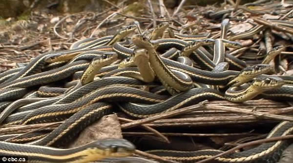 加拿大万条红边花纹蛇春季交配狂欢