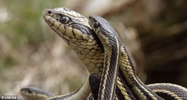 加拿大万条红边花纹蛇春季交配狂欢