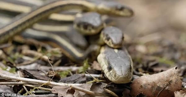 加拿大万条红边花纹蛇春季交配狂欢