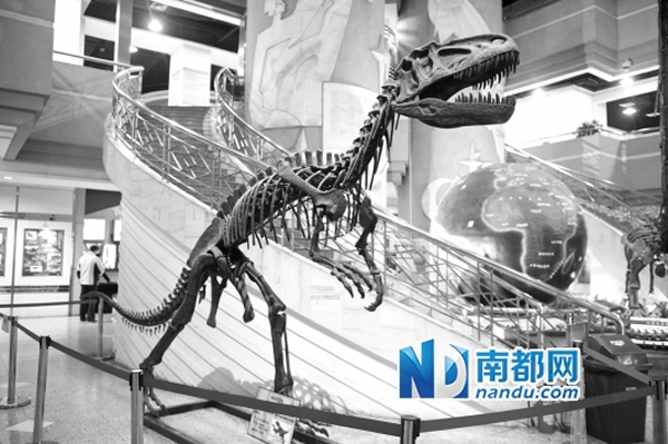 东莞恐龙展览的林氏开江龙