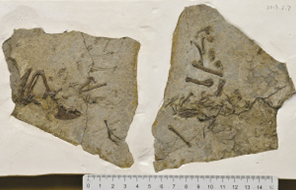 宋洪辉发现的化石是三水盆地迄今发现保存最完整的一块鸟类化石