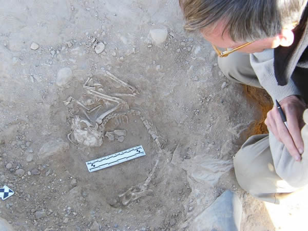 ������Ա�ڰ�����Ĺ�з��ּ�ֻè�Ĺ���