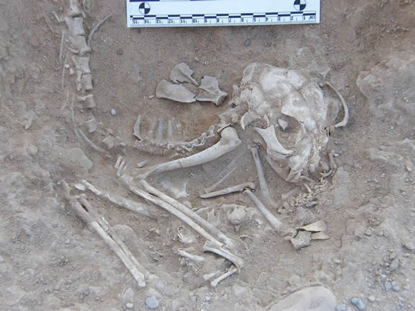 ������Ա�ڰ�����Ĺ�з��ּ�ֻè�Ĺ���