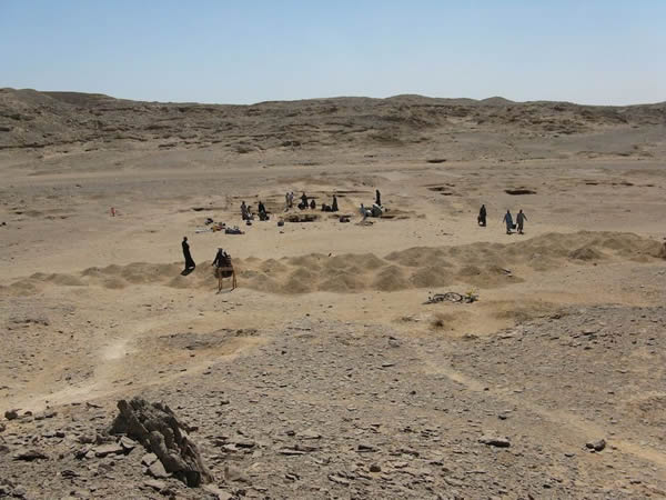 ������Ա�ڰ�����Ĺ�з��ּ�ֻè�Ĺ���