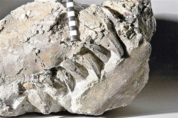 意大利乔瓦尼・卡佩利尼博物馆提供的沧龙化石