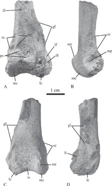 罗曼维尔雁鸭亚科鸟类的股骨片段。(倪喜军供图)