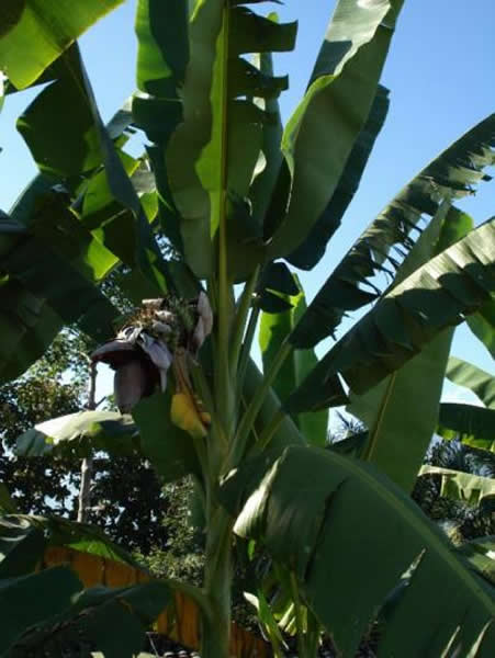 Ұ����Musa balbisiana Colla) �Ĵ���ҶƬ