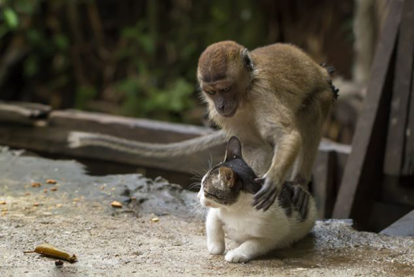 印尼猕猴为猫“按摩”