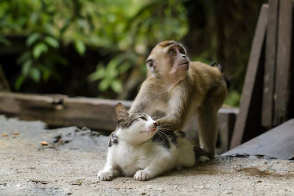印尼猕猴为猫“按摩”