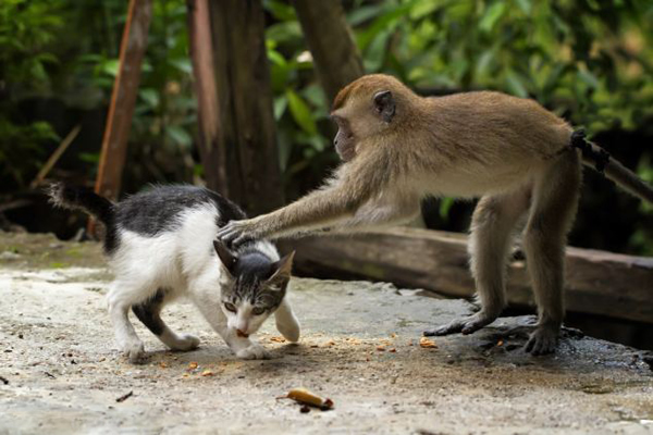 印尼猕猴为猫“按摩”