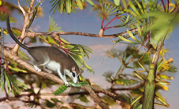 Cretophasmomima melanogrammaϰԺͻĸԭͼͼƬS. Fernandez.