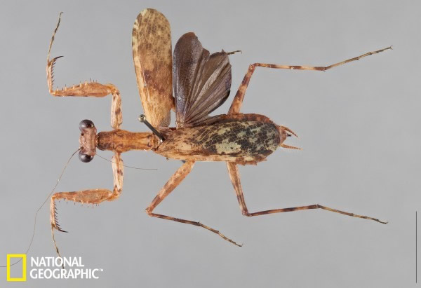 这只雌性“Liturgusa zoae”螳螂发现于危地马拉,如今生活于美国克利夫兰自然历史博物馆中。