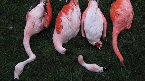 德国法兰克福动物园15只火烈鸟惨遭杀害 或为狐狸所为