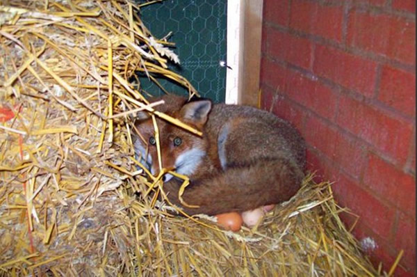 Ӣ��һֻ�������������ĸ����������