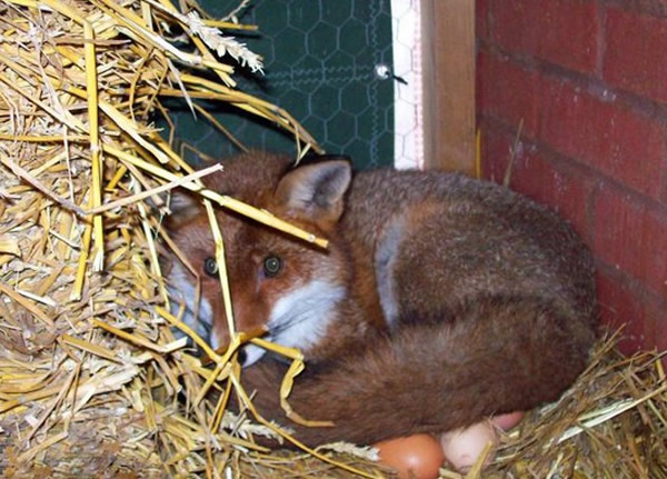 Ӣ��һֻ�������������ĸ����������