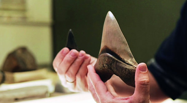 ���ŷ��ֵľ޳����ӳٳ���17���ף���״��������������ƣ������ݳߴ��ƶϾ޳�����ʷǰ�Ǿ޴����͵���ʳ�ߡ�