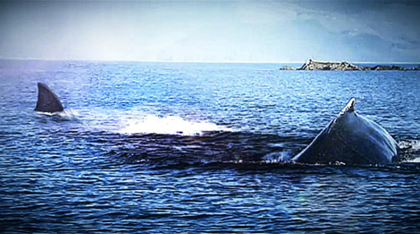 2013��4��5�գ�һ������İ����洬���Ϸǿ��նغ���������������Ϯ��û��������һ�����������������Ϊһ���Ƿǳ��������ŵ����洬��û����Ϊ���ڽ���ľ�����