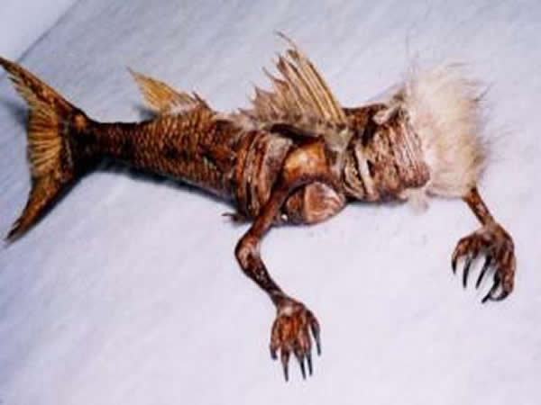 菲律宾外海发现“美人鱼”?